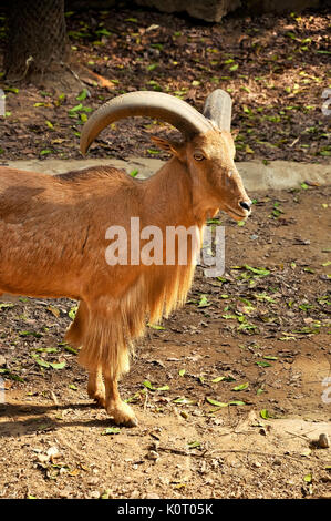 Le mouflon à manchettes (Ammotragus lervia), également connu sous le nom de aoudad, est un ovins originaire d'Afrique du Nord. Banque D'Images