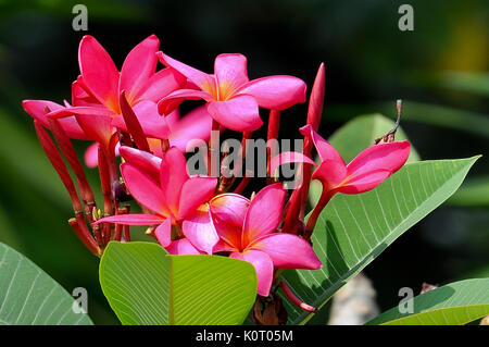 Fleurs de frangipanier rouge Siam étaient rouge vif. Banque D'Images