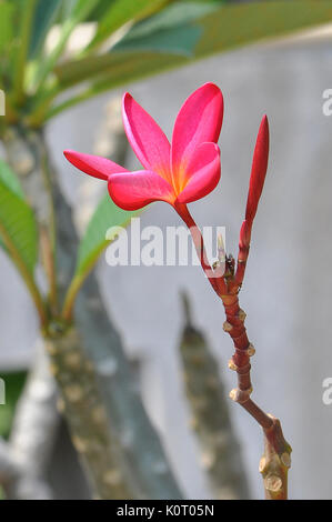 Fleurs de frangipanier rouge Siam étaient rouge vif. Banque D'Images