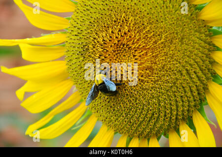 Les bourdons sont des insectes sociaux qui se caractérisent par des poils du corps jaune et noir, souvent en bandes. Banque D'Images