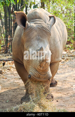 Rhinocéros blancs vivent sur les plaines herbeuses de l'Afrique, où il leur arrive de se réunir en groupes d'une douzaine de personnes. Banque D'Images