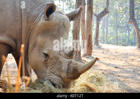 Rhinocéros blancs vivent sur les plaines herbeuses de l'Afrique, où il leur arrive de se réunir en groupes d'une douzaine de personnes. Banque D'Images