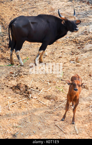 Gaur est un grand gros bovins indigènes de l'Asie du Sud et en Asie du sud-est. Banque D'Images