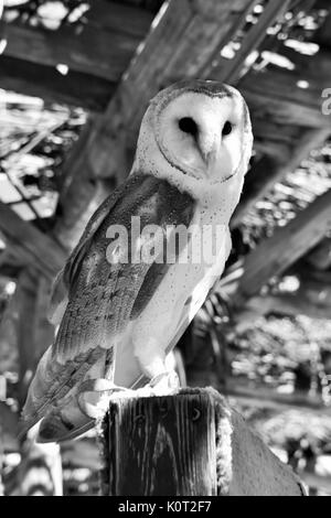 Barn Owl perché sur poster en noir et blanc Banque D'Images