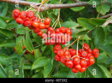 Petits fruits rouges d'un arbre sorbier (Sorbus aucuparia ou Rowan Tree) au début de l'automne au Royaume-Uni. Banque D'Images