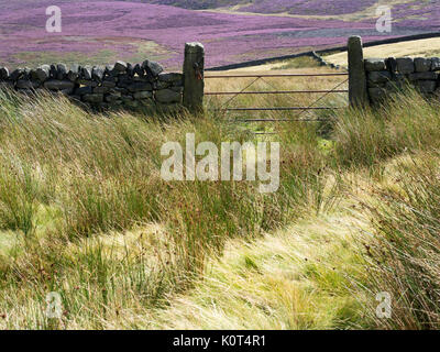 La lande de bruyère du Pennine Way près de Haworth West Yorkshire Angleterre Banque D'Images