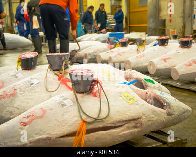 TOKYO- 4 juillet : le thon frais de vente aux enchères à la vente en gros des fruits de mer et poissons de Tsukiji à Tokyo, du marché Tsukiji Market est le plus grand marché de gros poissons et fruits de mer au monde Banque D'Images