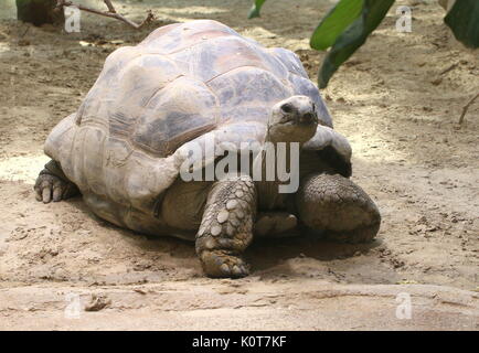 Tortue géante d'Aldabra (Aldabrachelys gigantea ou Dipsochelys dussumieri) balade Banque D'Images