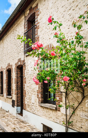 Une rose en fleurs à l'extérieur d'un bâtiment à Provins, France. Banque D'Images