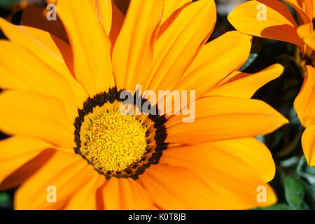 Close-up d'une orange et jaune fleurs Daisy. Le format paysage. Banque D'Images