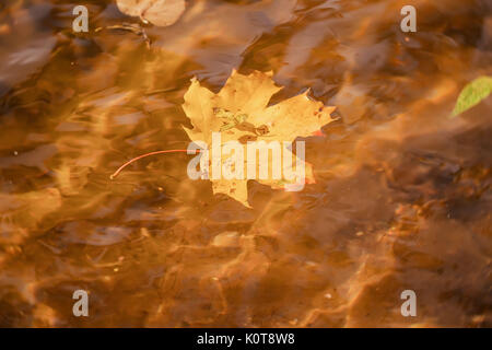 Close-up of fallen autumn leaf de Maple dans de l'eau avec des reflets du soleil, l'or de rides Banque D'Images