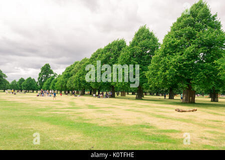 Richmond, London, UK - Juillet 2017 : les personnes bénéficiant de l'été en plein air, Bushy Park Richmond, Londres. Banque D'Images