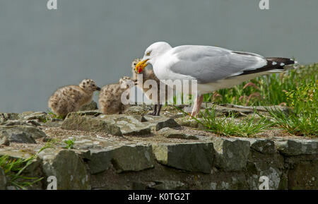 Vue panoramique de goéland argenté (Larus argentatus, avec trois poussins gris duveteux sur le mur de château de Bute en Écosse Banque D'Images