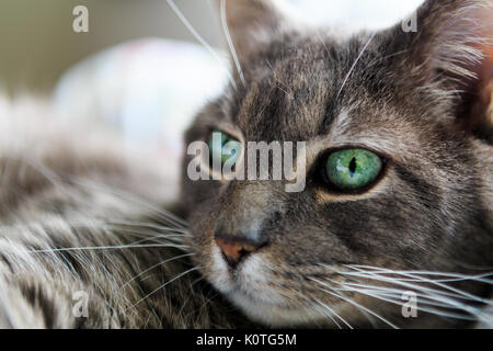 Yeux de chat vert, les cheveux courts chat gris avec fond blanc. Banque D'Images