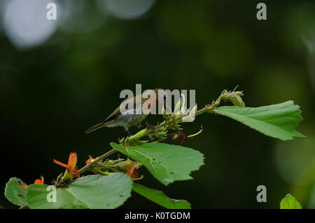 Crimson (Sunbird Aethopyga siparaja) perché sur une branche dans la nature en Thaïlande Banque D'Images