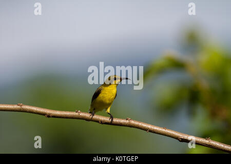 Souimanga à dos olive, souimanga à ventre jaune sur un arbre Banque D'Images