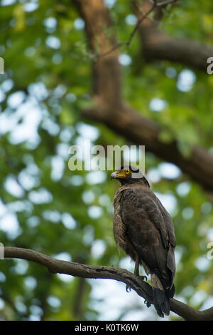 Aigle ravisseur, Aquila rapax, Accipritidae, parc national de Rajaji, Inde Banque D'Images