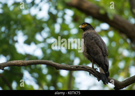 Aigle ravisseur, Aquila rapax, Accipritidae, parc national de Rajaji, Inde Banque D'Images