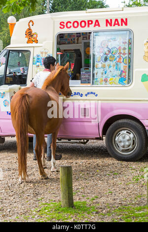 Rockford, New Forest, Hampshire, Royaume-Uni. Août 23, 2017. Météo France : journée chaude à Rockford. Temps pour une glace - suivant dans la file d'attente ! Poney New Forest attend patiemment pour son tour. Credit : Carolyn Jenkins/Alamy Live News Banque D'Images