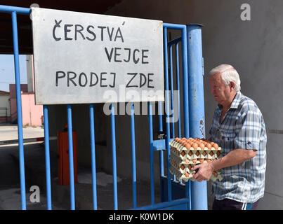 Les vétérinaires tchèques ont découvert la bactérie salmonella à une poule ferme à Pohorelice près de Brno, en Moravie du sud, en République tchèque, le 24 août 2017 et lancé l'abattage d'environ 65 000 poules. (Photo/CTK Vaclav Salek) Banque D'Images