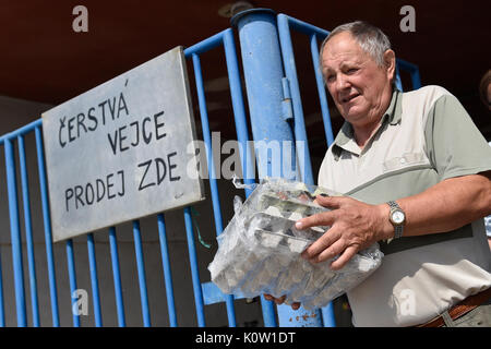 Les vétérinaires tchèques ont découvert la bactérie salmonella à une poule ferme à Pohorelice près de Brno, en Moravie du sud, en République tchèque, le 24 août 2017 et lancé l'abattage d'environ 65 000 poules. (Photo/CTK Vaclav Salek) Banque D'Images