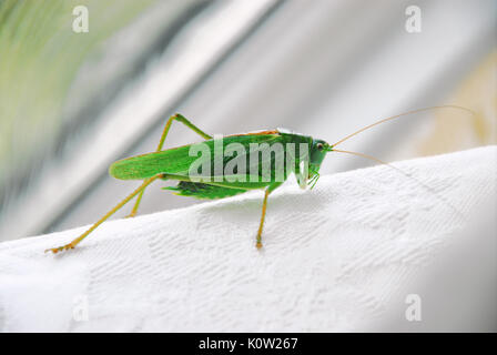 Fortuneswell, Dorset, UK. Août 24, 2017. Temps chaud fait ressortir un grand mâle Green Bush ( tettigonia viridissima) Cricket à Fortuneswell, Île de Portland. Celui-ci abrite à l'ombre d'une salle de bains privative. Crédit : Stuart fretwell/Alamy Live News Banque D'Images