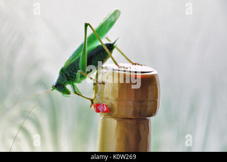 Fortuneswell, Dorset, UK. Août 24, 2017. Temps chaud fait ressortir un grand mâle Green Bush ( tettigonia viridissima Cricket) perché sur une bouteille de champagne' dans un Fortuneswell cuisine, Île de Portland Crédit : Stuart fretwell/Alamy Live News Banque D'Images