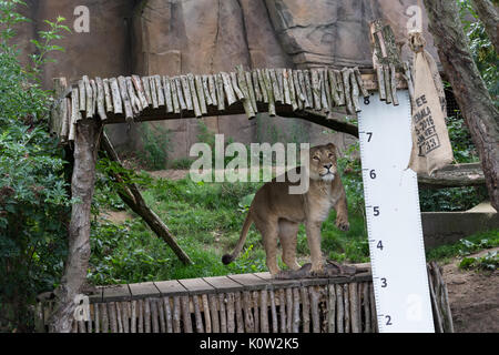 Londres, Royaume-Uni. 24 août, 2017. Mesurer les hauteurs de zoo de lions pendant la pesée annuelle au ZSL London Zoo. Chaque année les détenteurs sur le Zoo de Londres enregistrer les statistiques de l'état des animaux à surveiller leur santé et leur bien-être général. Credit : Wiktor Szymanowicz/Alamy Live News Banque D'Images