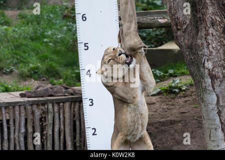 Londres, Royaume-Uni. 24 août, 2017. Mesurer les hauteurs de zoo de lions pendant la pesée annuelle au ZSL London Zoo. Chaque année les détenteurs sur le Zoo de Londres enregistrer les statistiques de l'état des animaux à surveiller leur santé et leur bien-être général. Credit : Wiktor Szymanowicz/Alamy Live News Banque D'Images