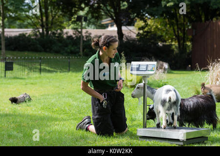Londres, Royaume-Uni. 24 août, 2017. Un zookeeper pèse chèvres pygmées au cours de la pesée annuelle au ZSL London Zoo. Chaque année les détenteurs sur le Zoo de Londres enregistrer les statistiques de l'état des animaux à surveiller leur santé et leur bien-être général. Credit : Wiktor Szymanowicz/Alamy Live News Banque D'Images