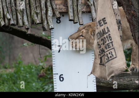 Londres, Royaume-Uni. 24 août, 2017. Mesurer les hauteurs de zoo de lions pendant la pesée annuelle au ZSL London Zoo. Chaque année les détenteurs sur le Zoo de Londres enregistrer les statistiques de l'état des animaux à surveiller leur santé et leur bien-être général. Credit : Wiktor Szymanowicz/Alamy Live News Banque D'Images