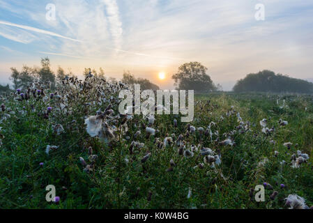 Mauvaise herbe de coton blanc dans un champ au lever du soleil le matin d'août, Angleterre Banque D'Images