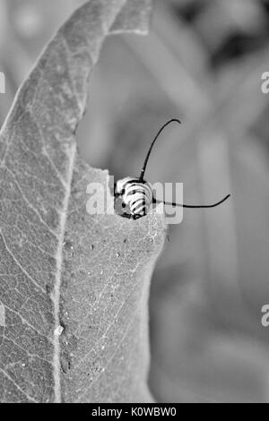 Manger des feuilles d'Asclépiade Caterpillar monarque en noir et blanc Banque D'Images