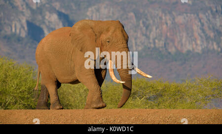 Bush africain elephant (Loxodonta africana), old bull marche sur un barrage, Zimanga Game Reserve, KwaZulu Natal, Afrique du Sud Banque D'Images