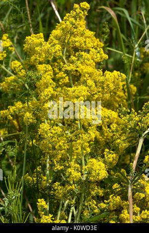 Lady's le gaillet (Galium verum), Bavière, Allemagne Banque D'Images