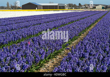 Champ avec des fleurs de jacinthes, région de Bollenstreek, South-Holland, Pays-Bas Banque D'Images