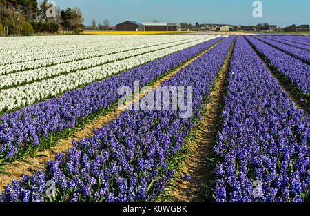 Champ avec des fleurs de jacinthes, région de Bollenstreek, South-Holland, Pays-Bas Banque D'Images