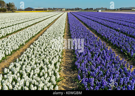 Champ avec des fleurs de jacinthes, région de Bollenstreek, South-Holland, Pays-Bas Banque D'Images