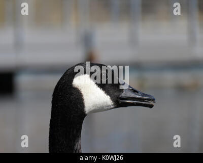 Canada goose close-up portrait Banque D'Images