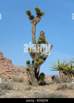 Joshua tree (Yucca brevifolia) croissant dans le Red Rock Canyon National Conservation Area, Nevada, USA Banque D'Images