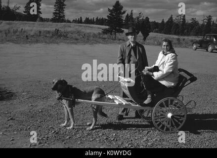 Projet de chien tirant une femme dans un wagon en bois, la femme portant un lourd manteau de fourrure, tenant les rênes et souriant à la caméra, un homme debout derrière le chariot portant un manteau et chapeau officiel, voiture visible à l'arrière-plan, Canada, 1952. Crédit photo Smith Collection/Gado/Getty Images. Banque D'Images