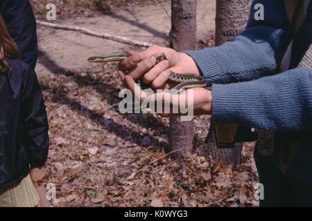 Image en gros plan d'une couleuvre rayée, tenue dans les mains d'une personne debout dans les bois, deux autres personnes partiellement visible sur la gauche, du grain rôti Creek, Kentucky, 1975. Crédit photo Smith Collection/Gado/Getty Images. Banque D'Images