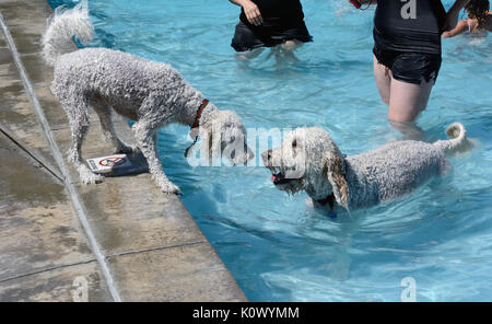 Les jeunes plus âgés regardent blanc labradoodle chien labradoodle blanc chien dans la piscine de sécurité de bord de piscine de natation de chienchien event Banque D'Images