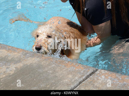 L'enseignement aux jeunes labradoodle chien à apprendre à nager et de sortie piscine Banque D'Images