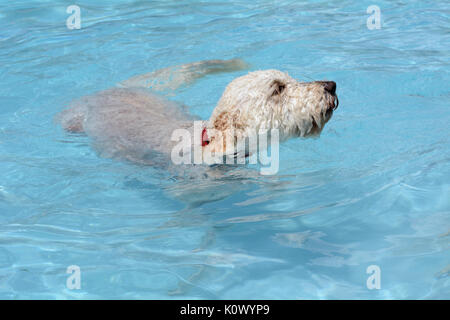 Labradoodle chien blanc natation en piscine sur chaude journée d'été Banque D'Images