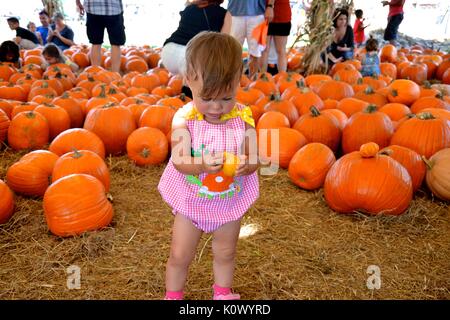 Petite femme enfant jouant dans un patch de citrouilles. Banque D'Images