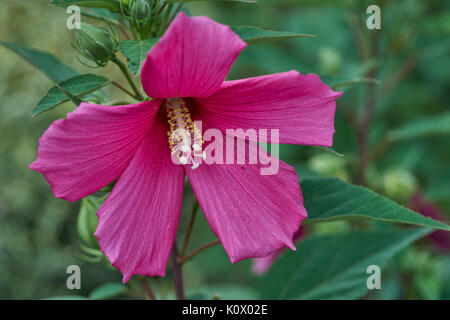Fleur d'hibiscus pourpre en pleine floraison close up l'Hibiscus moscheutos mauve rose, ketmie des crimsoneyed,rosemallow rosemallow est, Banque D'Images