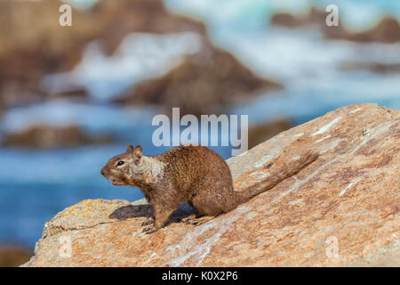 (Otospermophilus beecheyi) à son habitat naturel à Monterey, Californie, USA côtières Banque D'Images