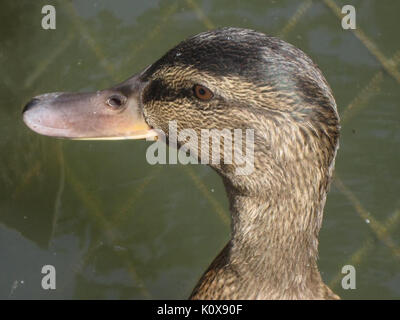 Canard colvert (Anas platyrhynchos Canard sauvage) (femelle), Arnhem, Pays-Bas Banque D'Images