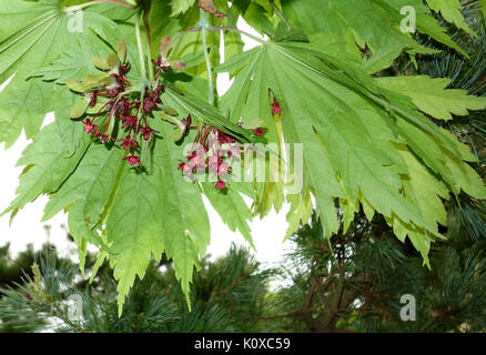 Acer japonicum cv. Aconitifolium Longwood Gardens DSC00749 Banque D'Images